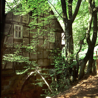 Die Nikolausmühle, ein altes Fachwerkhaus mit Mühlenrad durch die grünen Blätter mehrerer Buchen fotografiert.