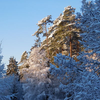 Verschneite Bäume im Sonnenschein - aus den Fenstern der Burgwalder Gemeindeverwaltung fotografiert.