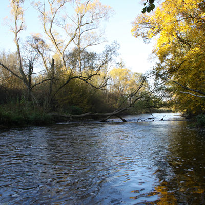 Das Bild zeigt die Eder / das Ederwehr in Birkenbringhausen sowie an beiden Seiten des Ufers Bäume und Sträucher.
